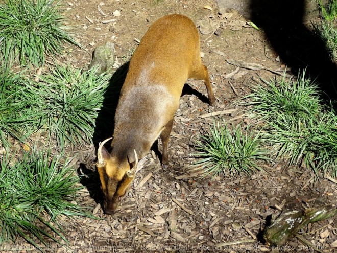 Photo de Muntjac