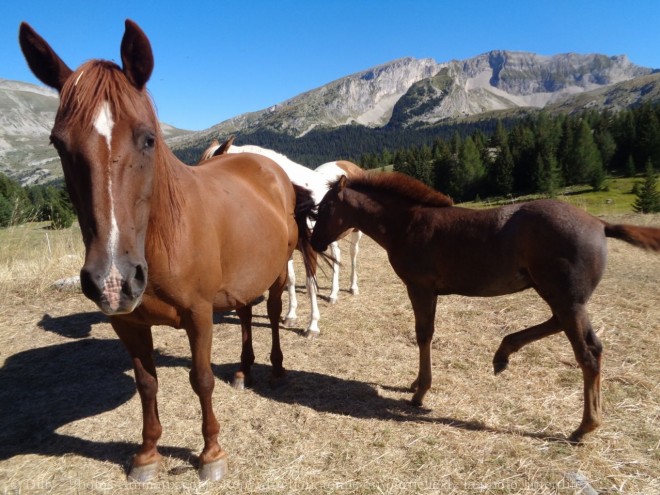 Photo de Races diffrentes