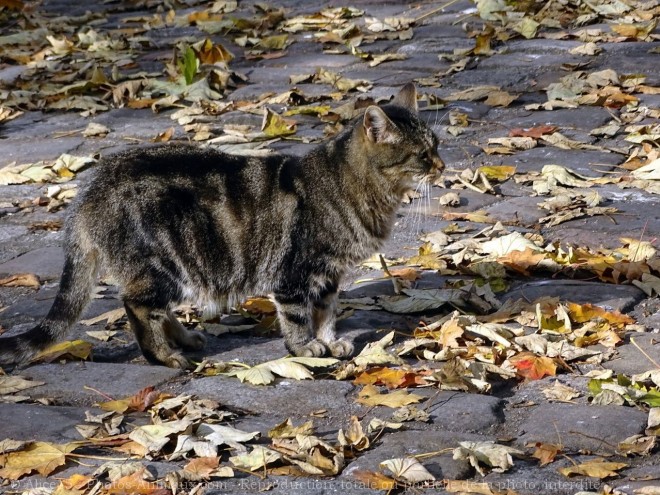 Photo de Chat domestique