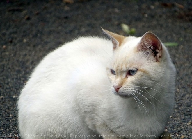 Photo de Chat domestique