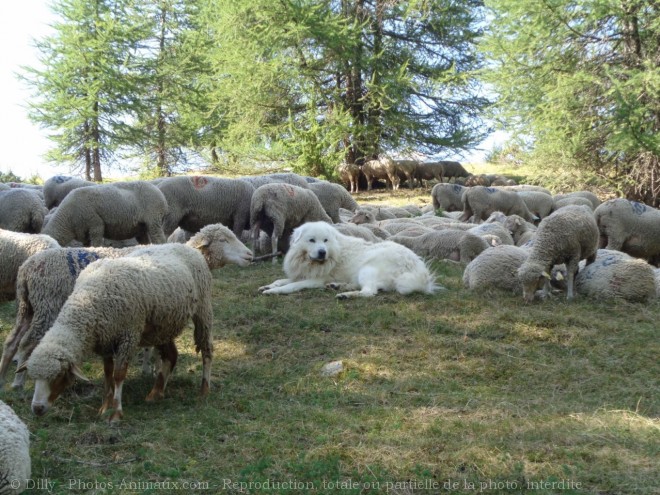 Photo de Matin des pyrnes