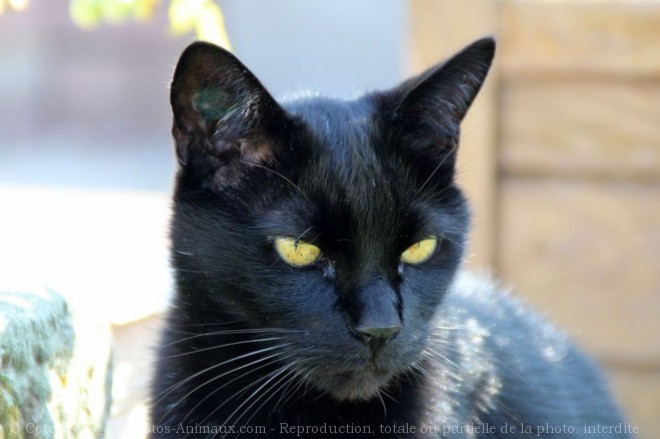 Photo de Chat domestique