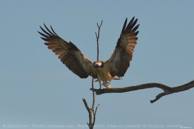 Photo de Balbuzard