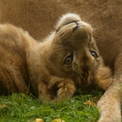 Photo de Lion