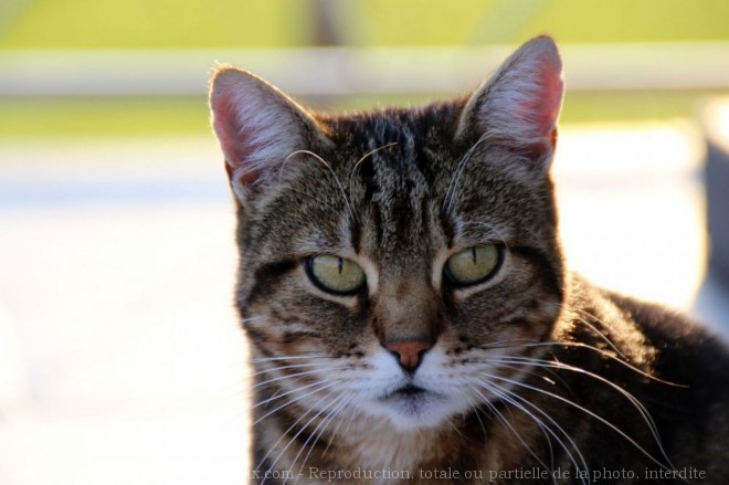 Photo de Chat domestique