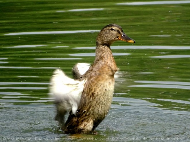 Photo de Canard colvert