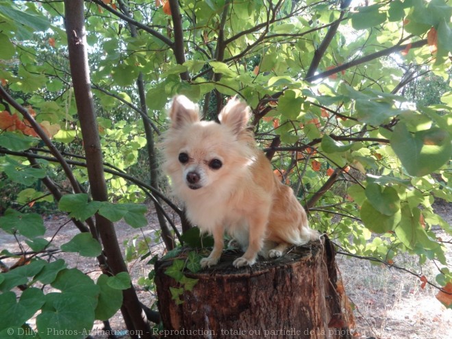 Photo de Chihuahua  poil long