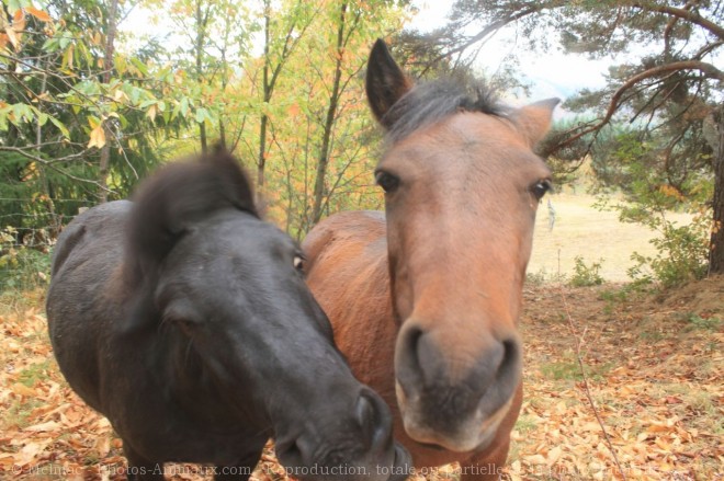 Photo de Poney (toutes races)