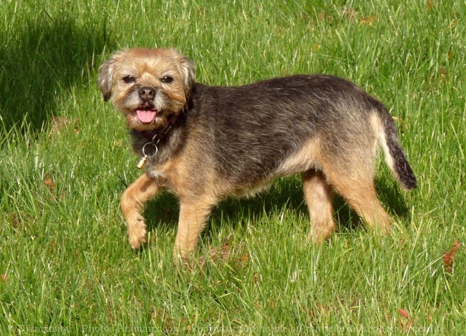 Photo de Border terrier