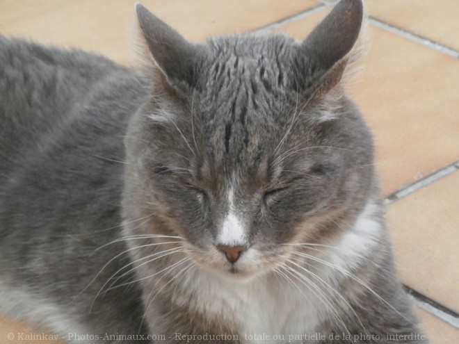 Photo de Chat domestique