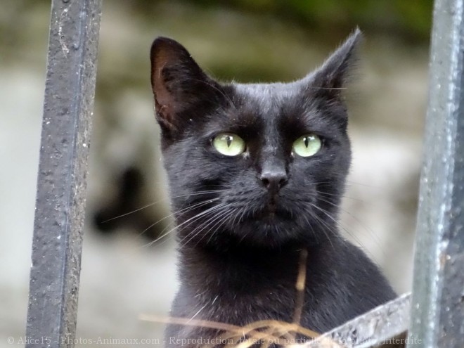 Photo de Chat domestique