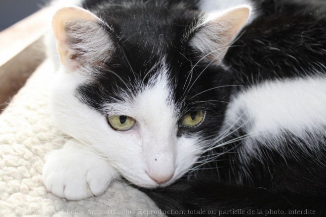 Photo de Chat domestique