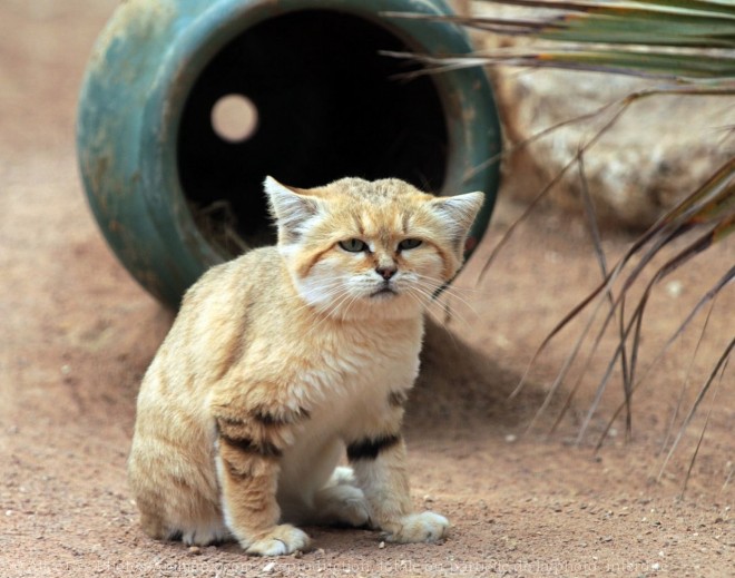 Photo de Chat des sables