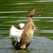 Photo de Canard colvert