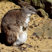 Photo de Wallaby