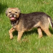 Photo de Border terrier