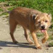 Photo de Border terrier