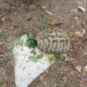 Photo de Tortue