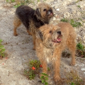 Photo de Border terrier