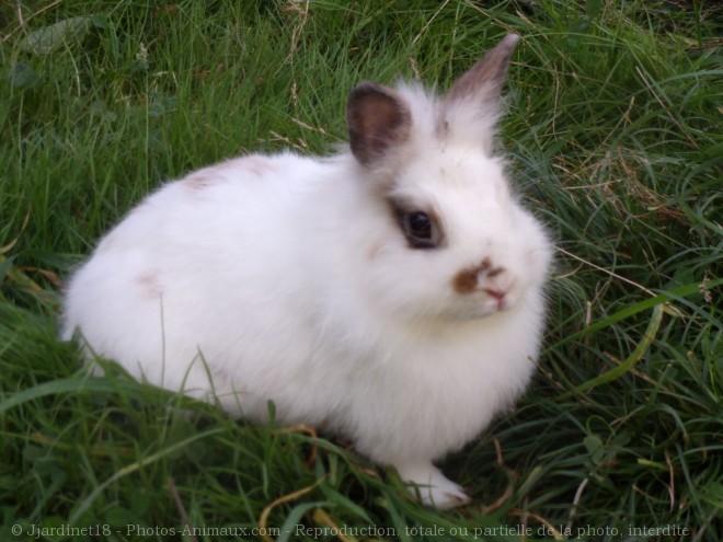 Photo de Lapin