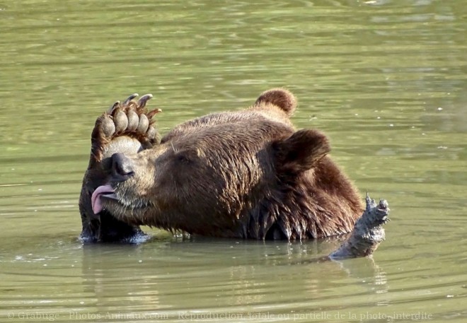 Photo d'Ours