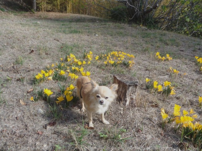 Photo de Chihuahua  poil long