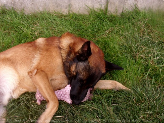 Photo de Berger belge malinois