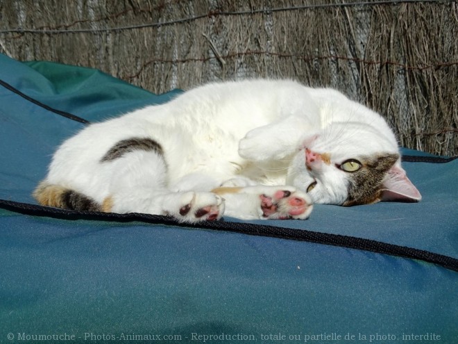 Photo de Chat domestique