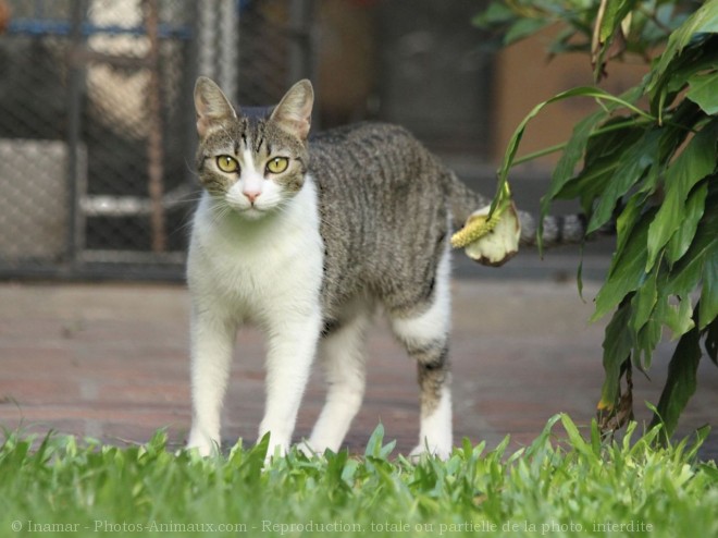 Photo de Chat domestique