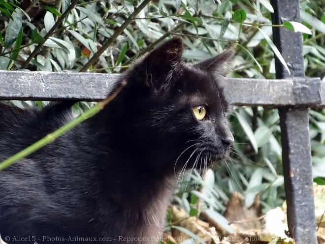 Photo de Chat domestique