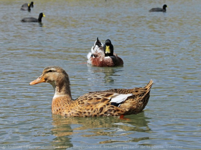 Photo de Canard