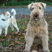 Photo d'Airedale terrier