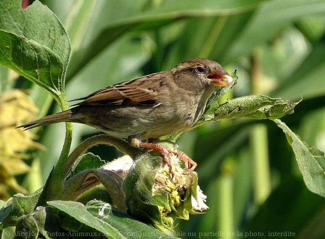 Photo de Moineau