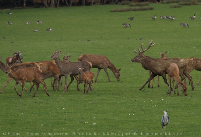 Photo de Cerf