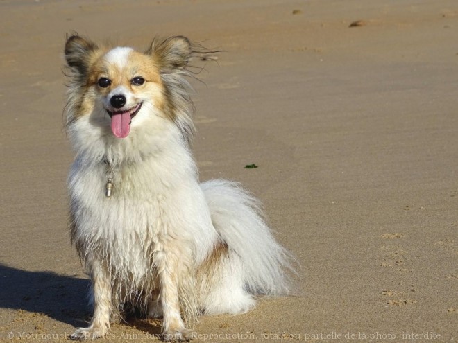 Photo d'Epagneul nain papillon