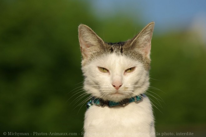 Photo de Chat domestique