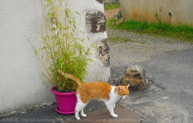 Photo de Chat domestique