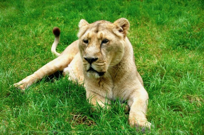 Photo De Lion Sita Lionne D Asie N Sur Photos Animaux Com