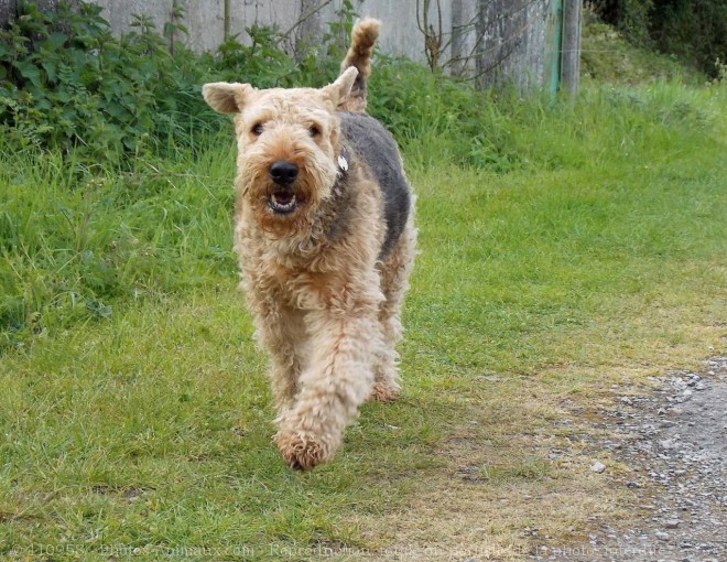 Photo d'Airedale terrier