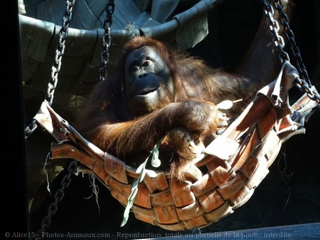 Photo d'Orang-outan