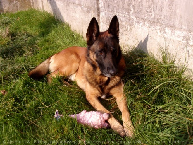 Photo de Berger belge malinois