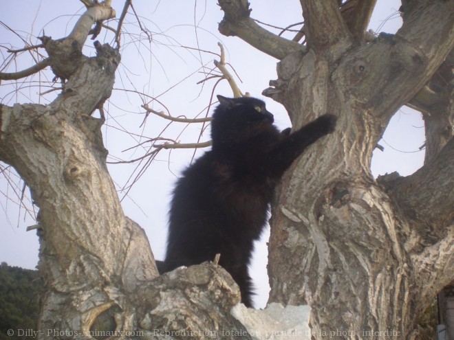 Photo de Chat domestique