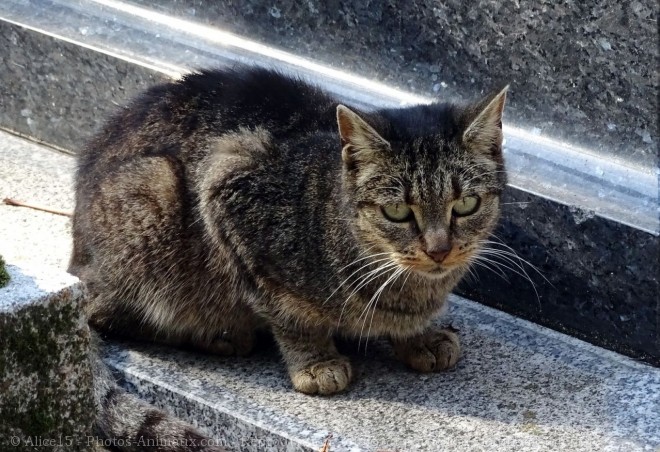 Photo de Chat domestique