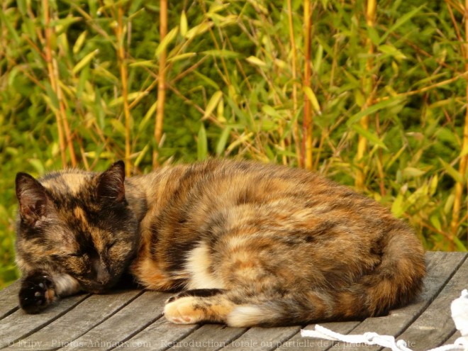 Photo de Chat domestique