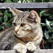 Photo de Chat domestique