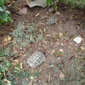 Photo de Tortue