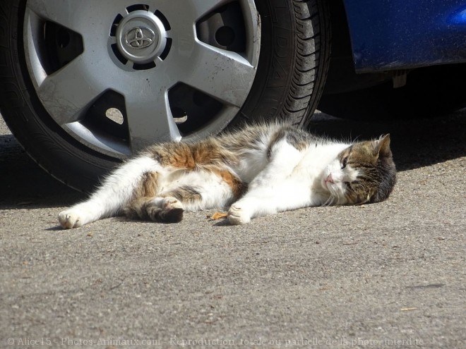 Photo de Chat domestique