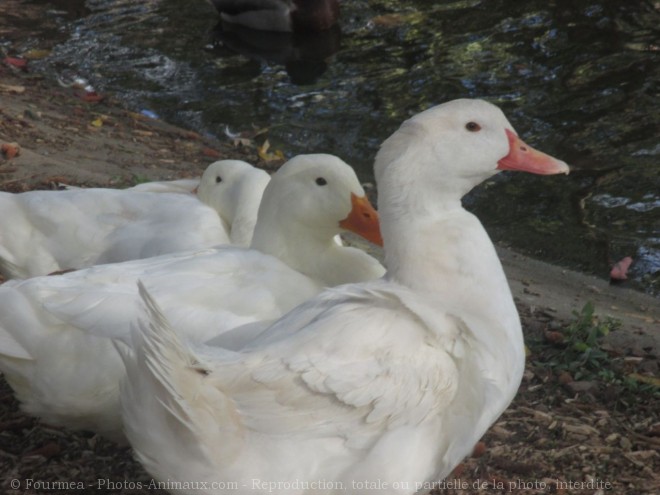 Photo de Canard