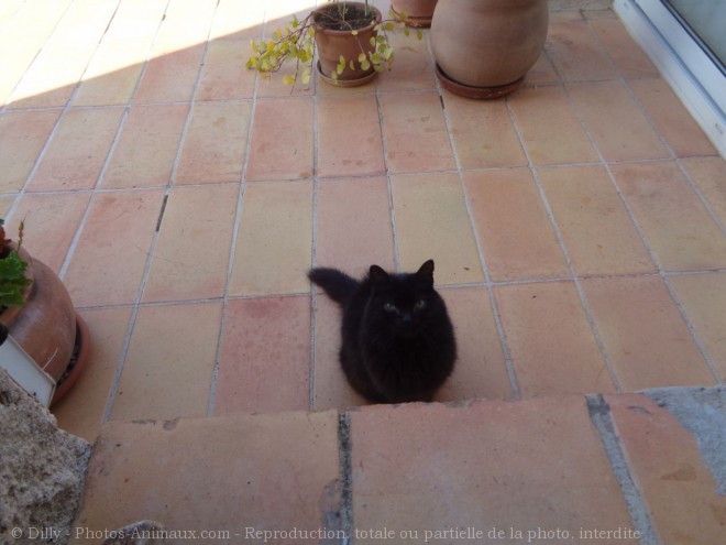 Photo de Chat domestique