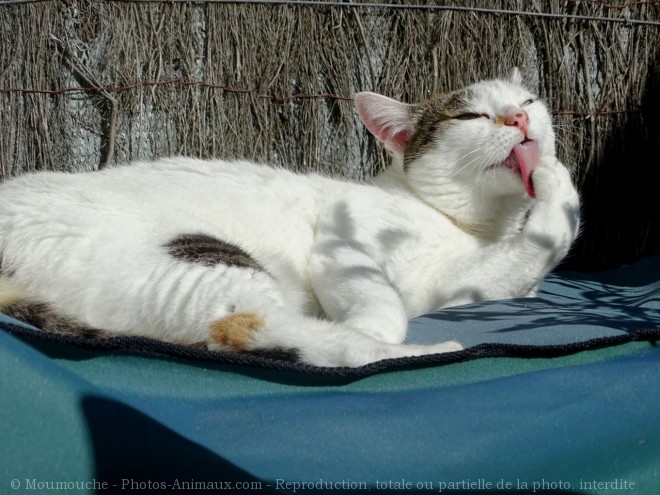 Photo de Chat domestique